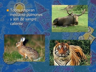Todos respiran mediante pulmones y son de sangre caliente 