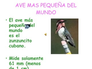 AVE MAS PEQUEÑA DEL MUNDO El ave más pequeña del mundo  es el zunzuncito cubano. Mide solamente 61 mm (menos de 1 cm) 