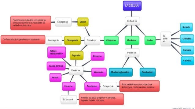 Acelerar metabolismo va a parar nunca?