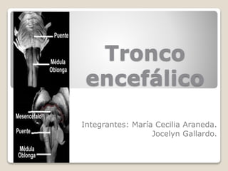 Tronco
encefálico
Integrantes: María Cecilia Araneda.
Jocelyn Gallardo.
 