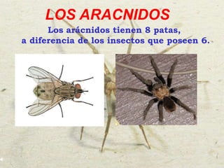 LOS ARACNIDOS Los arácnidos tienen 8 patas,  a diferencia de los insectos que poseen 6. 