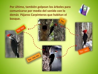 Por último, también golpean los árboles para 
comunicarse por medio del sonido con lo 
demás Pájaros Carpinteros que habitan el 
bosque. 
 