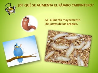 ¿DE QUÉ SE ALIMENTA EL PÁJARO CARPINTERO? 
Se alimenta mayormente 
de larvas de los árboles. 
 
