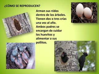 ¿CÓMO SE REPRODUCEN? 
Arman sus nidos 
dentro de los árboles. 
Tienen dos o tres crías 
una vez al año. 
Ambos padres se 
encargan de cuidar 
los huevitos y 
alimentar a sus 
pollitos. 
 