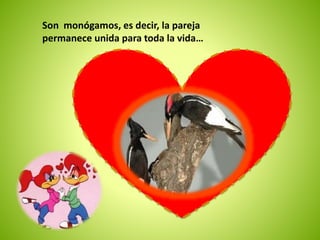 Son monógamos, es decir, la pareja 
permanece unida para toda la vida… 
 