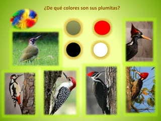 ¿De qué colores son sus plumitas? 
 