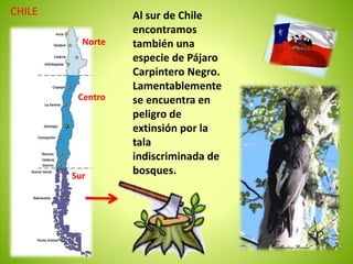 CHILE Al sur de Chile 
Norte 
Centro 
Sur 
encontramos 
también una 
especie de Pájaro 
Carpintero Negro. 
Lamentablemente 
se encuentra en 
peligro de 
extinsión por la 
tala 
indiscriminada de 
bosques. 
 