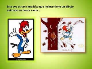 Esta ave es tan simpática que incluso tiene un dibujo 
animado en honor a ella… 
 