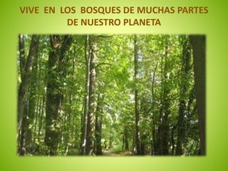 VIVE EN LOS BOSQUES DE MUCHAS PARTES 
DE NUESTRO PLANETA 
 