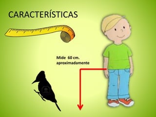 CARACTERÍSTICAS 
Mide 60 cm. 
aproximadamente 
 