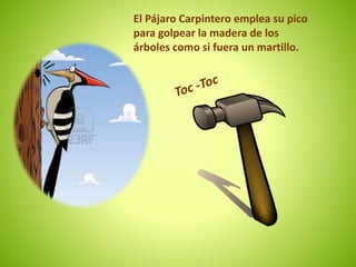 El Pájaro Carpintero emplea su pico 
para golpear la madera de los 
árboles como si fuera un martillo. 
 