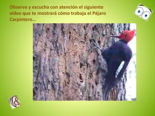 Observa y escucha con atención el siguiente 
vídeo que te mostrará cómo trabaja el Pájaro 
Carpintero… 
 