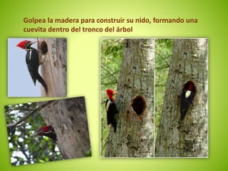 Golpea la madera para construir su nido, formando una 
cuevita dentro del tronco del árbol 
 