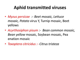Aphid transmitted viruses
• Myzus persicae :- Beet mosaic, Lettuce
mosaic, Potato virus Y, Turnip mosaic, Beet
yellows
• Acyrthosiphon pisum :- Bean common mosaic,
Bean yellow mosaic, Soybean mosaic, Pea
enation mosaic
• Toxoptera citricidus :- Citrus tristeza
 