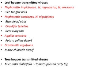 • Leaf hopper transmitted viruses
• Nephotettix impicticeps, N. nigropictus, N. virescens
• Rice tungro virus
• Nephotettix cincticeps, N. nigropictus
• Rice dwarf virus
• Circulifer tenellus
• Beet curly top
• Agallia contricta
• Potato yellow dwarf
• Graminella nigrifrons
• Maize chlorotic dwarf
• Tree hopper transmitted viruses
• Micrutalis malleifera :- Tomato-pseudo curly top
 