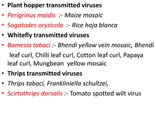 • Plant hopper transmitted viruses
• Perigrinus maidis :- Maize mosaic
• Sogatodes oryzicola :- Rice hoja blanca
• Whitefly transmitted viruses
• Bamesia tabaci :- Bhendi yellow vein mosaic, Bhendi
leaf curl, Chilli leaf curl, Cotton leaf curl, Papaya
leaf curl, Mungbean yellow mosaic
• Thrips transmitted viruses
• Thrips tabaci, Frankliniella schultzei,
• Scirtothrips dorsalis :- Tomato spotted wilt virus
 