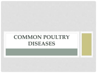 COMMON POULTRY
DISEASES
 