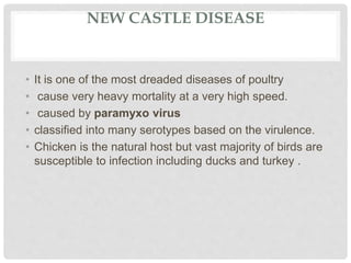 NEW CASTLE DISEASE
• It is one of the most dreaded diseases of poultry
• cause very heavy mortality at a very high speed.
• caused by paramyxo virus
• classified into many serotypes based on the virulence.
• Chicken is the natural host but vast majority of birds are
susceptible to infection including ducks and turkey .
 