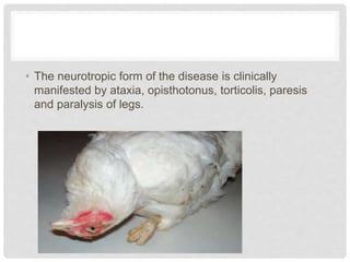 • The neurotropic form of the disease is clinically
manifested by ataxia, opisthotonus, torticolis, paresis
and paralysis of legs.
 