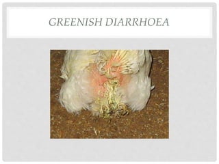 GREENISH DIARRHOEA
 