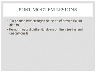 POST MORTEM LESIONS
• Pin pointed hemorrhages at the tip of proventricular
glands
• Hemorrhagic/ diphtheritic ulcers on the intestine and
caecal tonsils
 