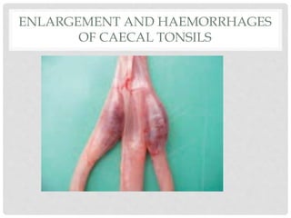 ENLARGEMENT AND HAEMORRHAGES
OF CAECAL TONSILS
 