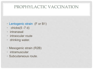 PROPHYLACTIC VACCINATION
• Lentogenic strain (F or B1)
• chicks(5 -7 d)
• intranasal
• intraocular route
• drinking water.
• Mesogenic strain (R2B)
• intramuscular
• Subcutaneous route.
 