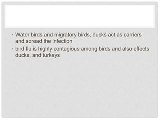 • Water birds and migratory birds, ducks act as carriers
and spread the infection
• bird flu is highly contagious among birds and also effects
ducks, and turkeys
 