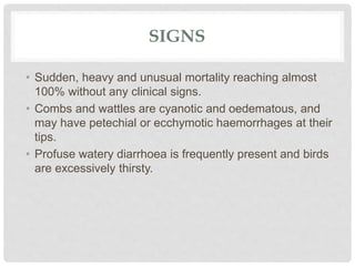 SIGNS
• Sudden, heavy and unusual mortality reaching almost
100% without any clinical signs.
• Combs and wattles are cyanotic and oedematous, and
may have petechial or ecchymotic haemorrhages at their
tips.
• Profuse watery diarrhoea is frequently present and birds
are excessively thirsty.
 