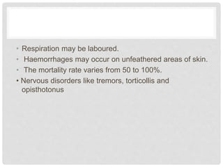 • Respiration may be laboured.
• Haemorrhages may occur on unfeathered areas of skin.
• The mortality rate varies from 50 to 100%.
• Nervous disorders like tremors, torticollis and
opisthotonus
 