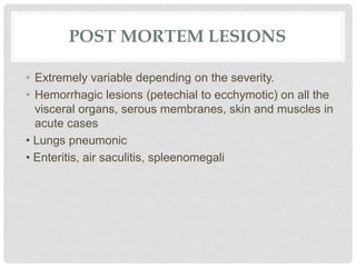 POST MORTEM LESIONS
• Extremely variable depending on the severity.
• Hemorrhagic lesions (petechial to ecchymotic) on all the
visceral organs, serous membranes, skin and muscles in
acute cases
• Lungs pneumonic
• Enteritis, air saculitis, spleenomegali
 
