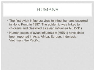 HUMANS
• The first avian influenza virus to infect humans occurred
in Hong Kong in 1997. The epidemic was linked to
chickens and classified as avian influenza A (H5N1).
• Human cases of avian influenza A (H5N1) have since
been reported in Asia, Africa, Europe, Indonesia,
Vietnman, the Pacific.
 
