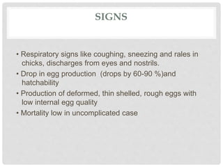 SIGNS
• Respiratory signs like coughing, sneezing and rales in
chicks, discharges from eyes and nostrils.
• Drop in egg production (drops by 60-90 %)and
hatchability
• Production of deformed, thin shelled, rough eggs with
low internal egg quality
• Mortality low in uncomplicated case
 