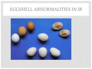 EGGSHELL ABNORMALITIES IN IB
 