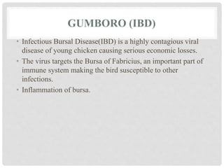 GUMBORO (IBD)
• Infectious Bursal Disease(IBD) is a highly contagious viral
disease of young chicken causing serious economic losses.
• The virus targets the Bursa of Fabricius, an important part of
immune system making the bird susceptible to other
infections.
• Inflammation of bursa.
 