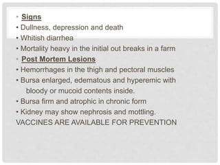 • Signs
• Dullness, depression and death
• Whitish diarrhea
• Mortality heavy in the initial out breaks in a farm
• Post Mortem Lesions
• Hemorrhages in the thigh and pectoral muscles
• Bursa enlarged, edematous and hyperemic with
bloody or mucoid contents inside.
• Bursa firm and atrophic in chronic form
• Kidney may show nephrosis and mottling.
VACCINES ARE AVAILABLE FOR PREVENTION
 