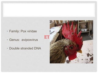 ETIOLOGY
• Family: Pox viridae
• Genus: avipoxvirus
• Double stranded DNA
 