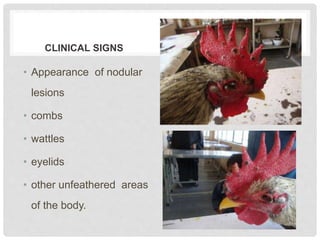 CLINICAL SIGNS
• Appearance of nodular
lesions
• combs
• wattles
• eyelids
• other unfeathered areas
of the body.
 