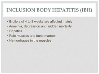 INCLUSION BODY HEPATITIS (IBH)
• Broilers of 4 to 8 weeks are affected mainly
• Anaemia, depression and sudden mortality
• Hepatitis
• Pale muscles and bone marrow
• Hemorrhages in the muscles
 