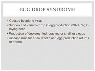 EGG DROP SYNDROME
• Caused by adeno virus
• Sudden and variable drop in egg production (30- 40%) in
laying hens
• Production of depigmented, cracked or shell less eggs
• Disease runs for a few weeks and egg production returns
to normal.
 