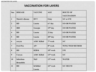 Sno DISEASE VACCINE AGE ROUTE OF
VACCINATION
1 Marek’s disease HVT 0 day S/C or I/M
2 RD Lasota 6-7 day I/O OR WATER
3 IBD Georgia 15th day I/O OR WATER
4 RD Lasota 22 day I/O OR WATER
5 RD Lasota 28th day I/O OR WATER
6 coryza A/B/C Killed 7th week S/C
7 Fowl Pox AP+ 8th week WING WEB METHOD
8 RD R2B/K 10th week I/M
9 Coryza A/B/C Killed 12th week S/C
10 Infectious
Bronchitis
Ma5 13th week WATER
11 RD K/Killed
Lasota
16th week S/C OR I/M
VACCINATION FOR LAYERS
VACCINATION FOR LAYERS
 