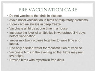 PRE VACCINATION CARE
• Do not vaccinate the birds in disease.
• Avoid nasal vaccination in birds of respiratory problems.
• Store vaccine always in deep freeze.
• Vaccinate all birds at one time in a house.
• Increase the level of antibiotics in water/feed 3-4 days
before vaccination.
• never mix two vaccines together to save time and
labour.
• Use only distilled water for reconstitution of vaccine.
• Vaccinate birds in the evening so that birds may rest
over night.
• Provide birds with mycotoxin free diets.
 