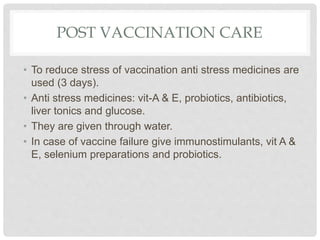 POST VACCINATION CARE
• To reduce stress of vaccination anti stress medicines are
used (3 days).
• Anti stress medicines: vit-A & E, probiotics, antibiotics,
liver tonics and glucose.
• They are given through water.
• In case of vaccine failure give immunostimulants, vit A &
E, selenium preparations and probiotics.
 