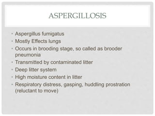 ASPERGILLOSIS
• Aspergillus fumigatus
• Mostly Effects lungs
• Occurs in brooding stage, so called as brooder
pneumonia
• Transmitted by contaminated litter
• Deep litter system
• High moisture content in litter
• Respiratory distress, gasping, huddling prostration
(reluctant to move)
 