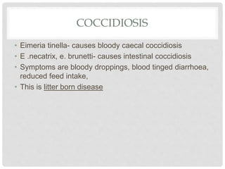 COCCIDIOSIS
• Eimeria tinella- causes bloody caecal coccidiosis
• E .necatrix, e. brunetti- causes intestinal coccidiosis
• Symptoms are bloody droppings, blood tinged diarrhoea,
reduced feed intake,
• This is litter born disease
 