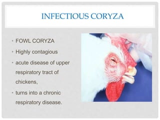 INFECTIOUS CORYZA
• FOWL CORYZA
• Highly contagious
• acute disease of upper
respiratory tract of
chickens,
• turns into a chronic
respiratory disease.
 
