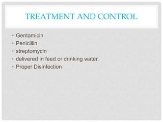 TREATMENT AND CONTROL
• Gentamicin
• Penicillin
• streptomycin
• delivered in feed or drinking water.
• Proper Disinfection
 
