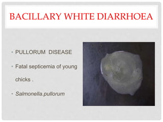 BACILLARY WHITE DIARRHOEA
• PULLORUM DISEASE
• Fatal septicemia of young
chicks .
• Salmonella.pullorum
 