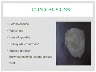 CLINICAL SIGNS
• Somnolecence
• Weakness
• Loss of appetite
• Chalky white diarrhoea
• Stained greenish
brown(sometimes) in and around
vent
 