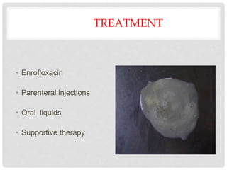 TREATMENT
• Enrofloxacin
• Parenteral injections
• Oral liquids
• Supportive therapy
 